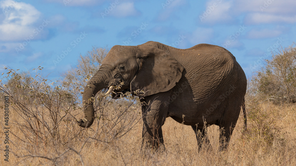 Fototapeta premium African elephant in the dry winter months