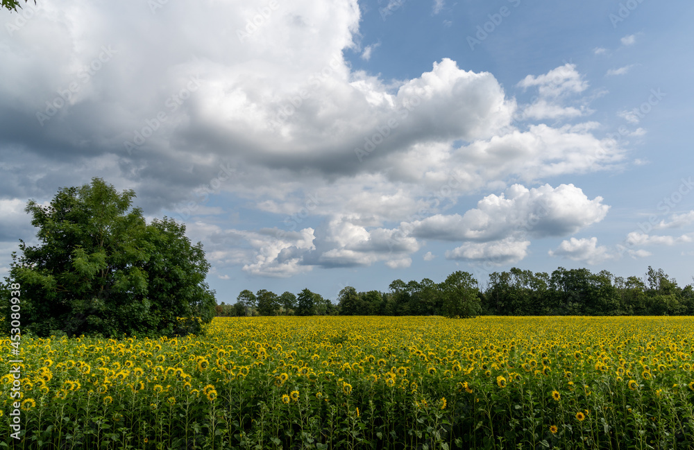 bright yellow sunflower field with forest behind under a blue sky with clouds