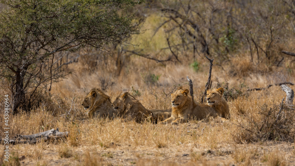 a coalition of young male lions a coalition of young male lions