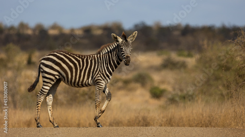 young zebra portrait in the road