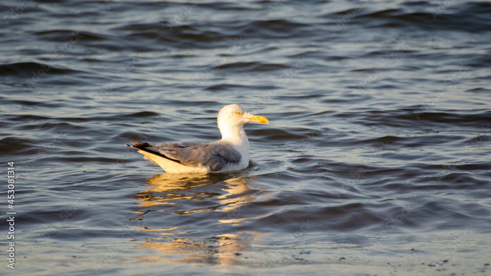 Fototapeta premium Seagull at dusk