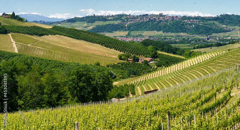Fototapeta premium Vineyards of Langhe, Piedmont, Italy at May