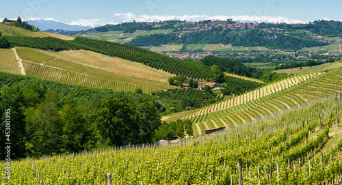 Wallpaper Mural Vineyards of Langhe, Piedmont, Italy at May Torontodigital.ca