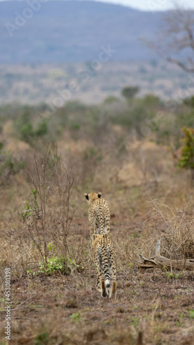 A cheetah youngster following mom 