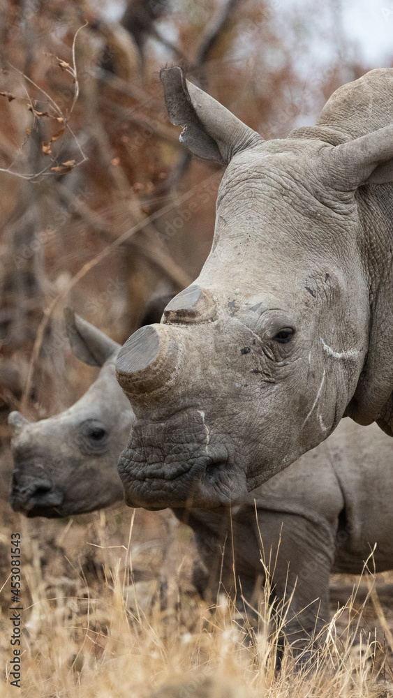 dehorned white rhino mother with calf dehorned white rhino mother with calf