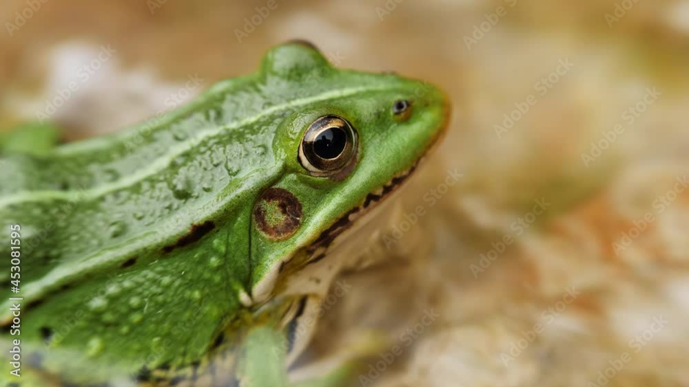 Macro shot of green frog resting on a rock in the water. Zoom out. Macro shot of green frog resting on a rock in the water. Zoom out.