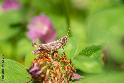 A green grasshopper on a large leaf of grass, in its natural environment © alexbush