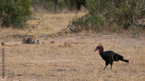 southern ground hornbill and spotted hyena