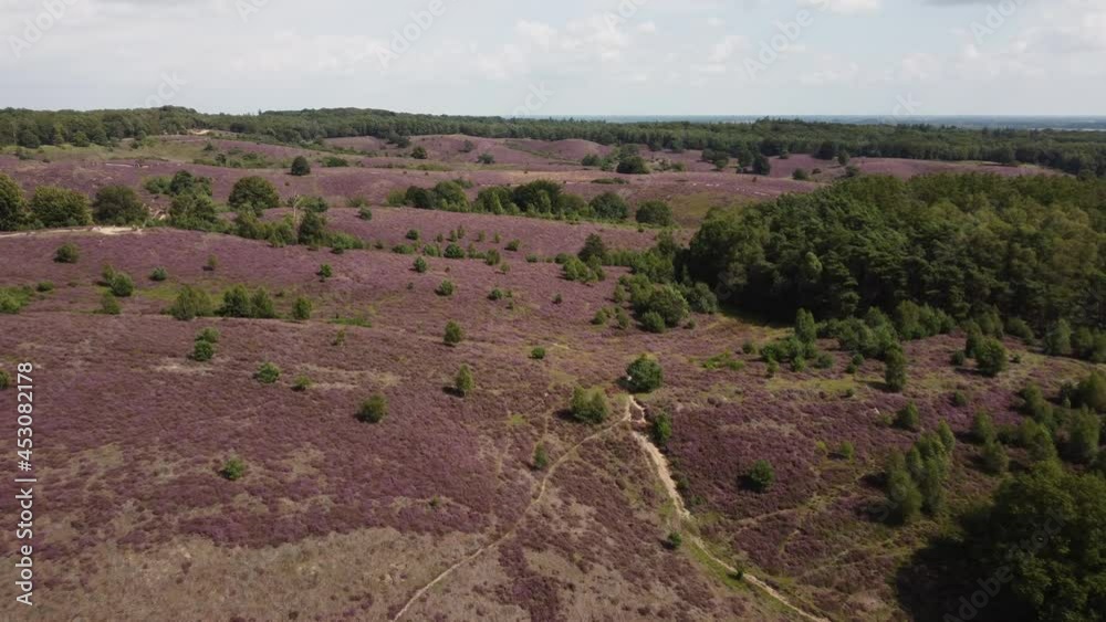 Purple blooming heathland at national park the Posbank in the Netherlands, purple hills and green forest