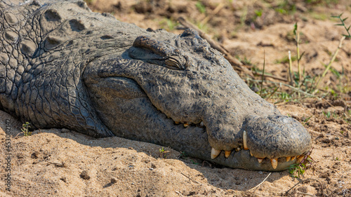 nile crocodile close up headshot © Jurgens