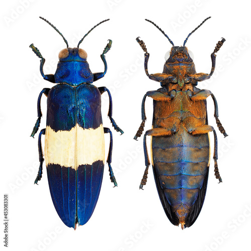 Beautiful jewel beetle, Buprestidae, Chrysochroa castelnaudii Deyrolle, 1862 