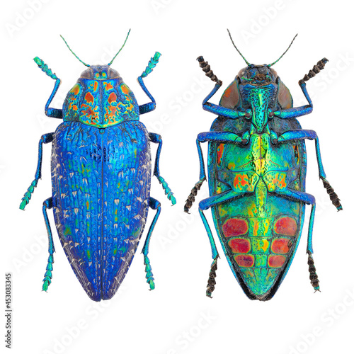 Beautiful jewel beetle, Buprestidae, Polybothris sumptuosa photo