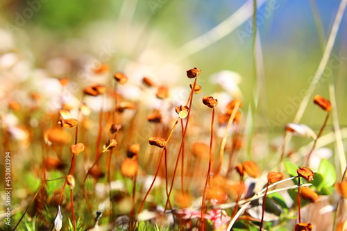 Sporangia of haircap mosses (Polytrichum) on a sunny day photo
