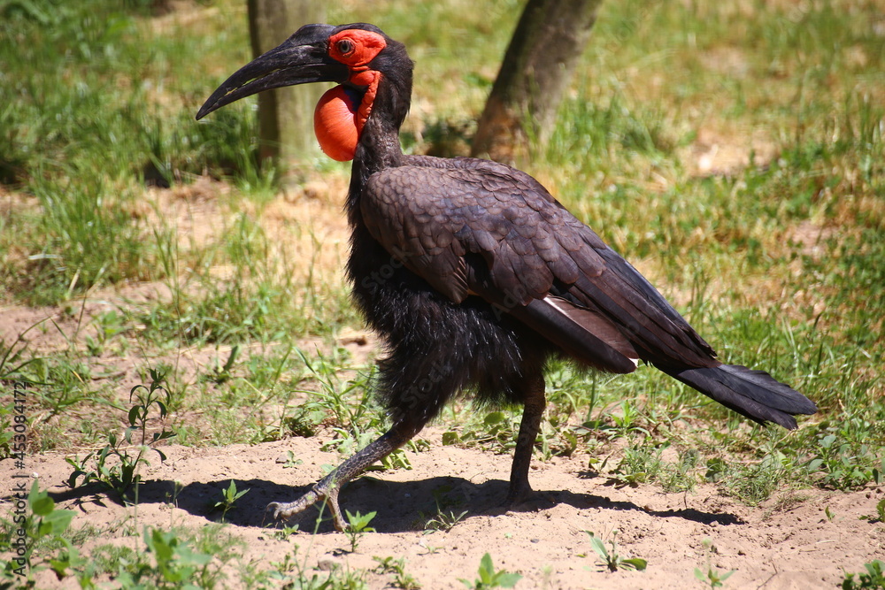 Obraz premium Southern ground hornbill (Bucorvus leadbateri) walking on the ground