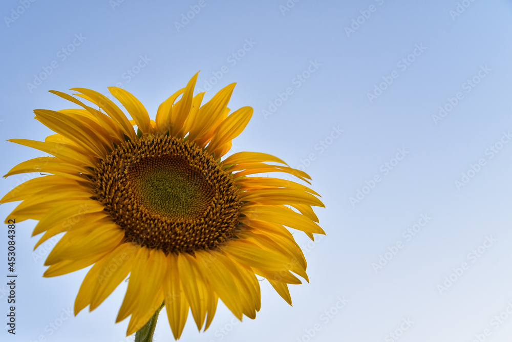 Obraz premium Sunflower on a blue sky background