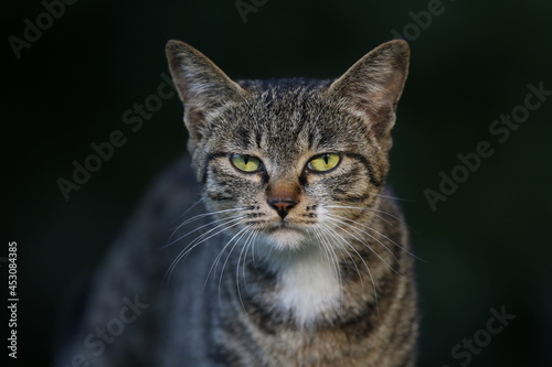 Stray cats in a park in Huai 'an, Jiangsu Province, China