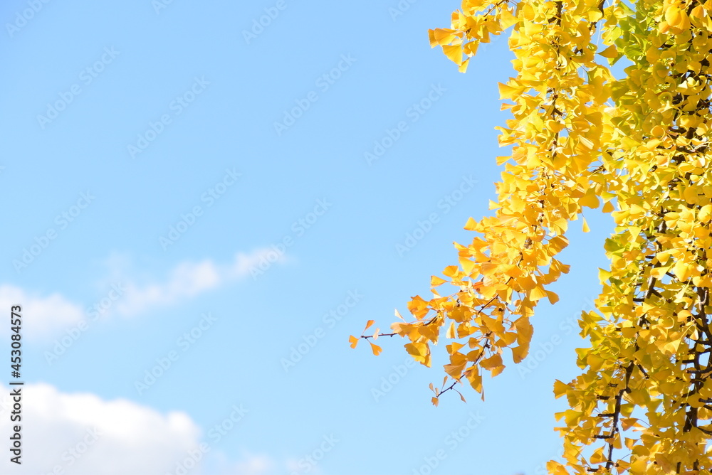 autumn leaves autumn leaves
