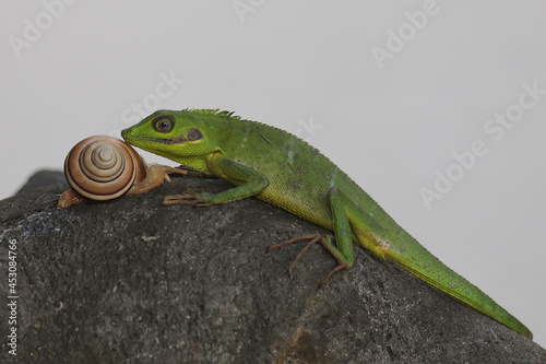 A Sumatran bloodsucker lizard eating a snail. This reptile from Sumatra Island, Indonesia has the scientific name Bronchocela hayeki.  photo