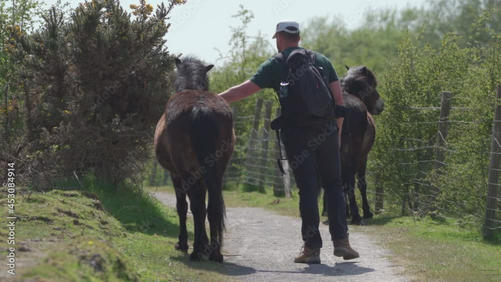 A man walking past and petting horses A man walking past and petting horses