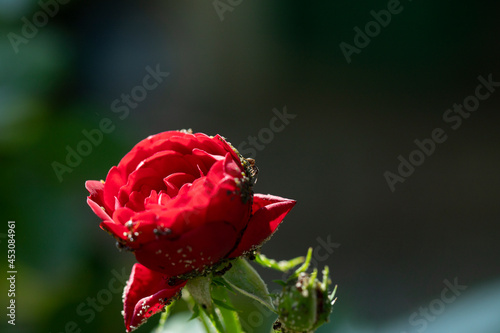Ants attacking beautiful red rose