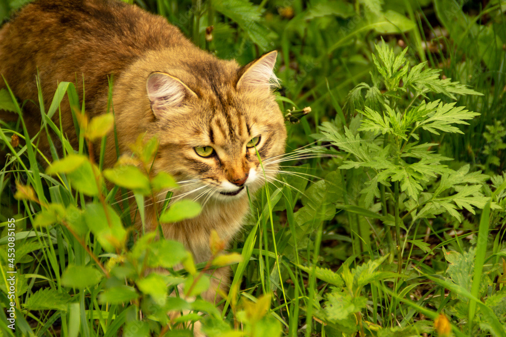 Fluffy ginger cat in the garden in the greenery, walks and eats grass