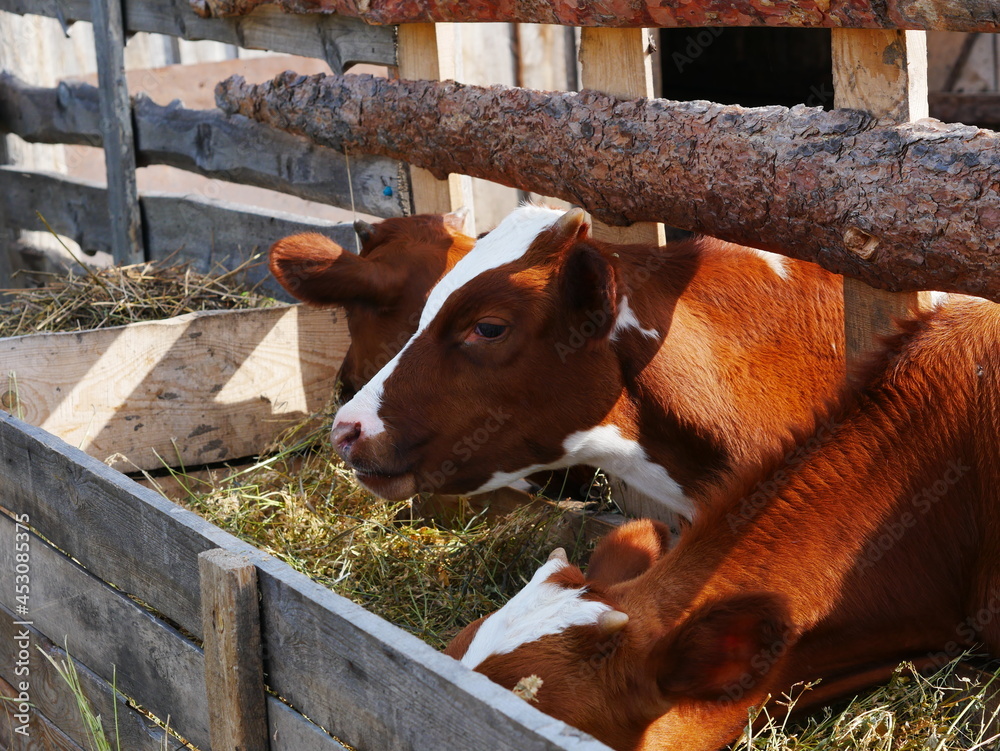 Three calves are leaning out of the barn to the trough. They eat hay
