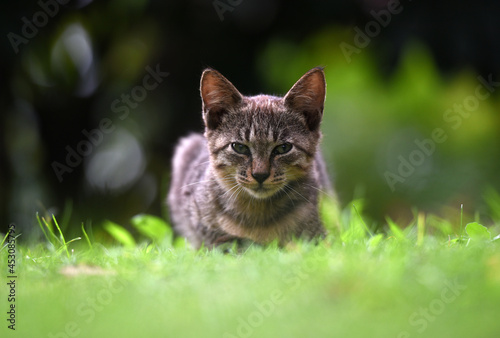 Stray cats in a park in Huai 'an, Jiangsu Province, China