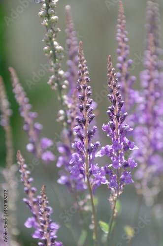 close up of linaria flowers