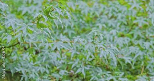 A tree of autumn leaves with a snake and rain drops photo