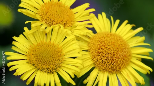 Common Fleabane, Pulicaria dysenterica on meadows photo