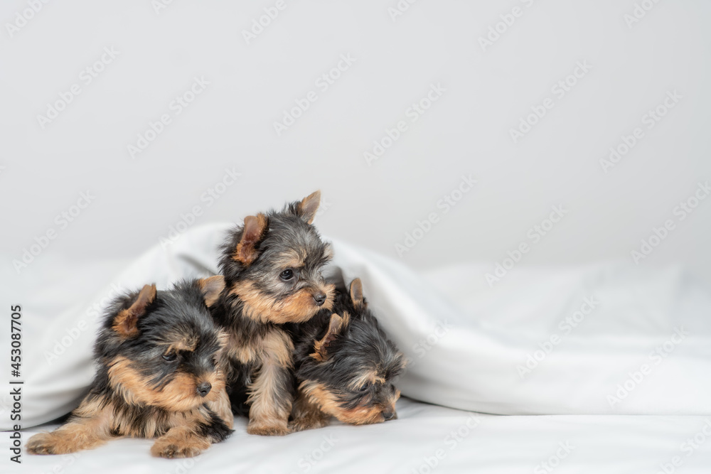 Three little Yorkshire terrier puppies sit under warm blanket on the bed at home at look away on empty space Three little Yorkshire terrier puppies sit under warm blanket on the bed at home at look away on empty space