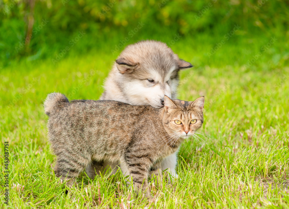 Alalskan malamute puppy sits with gentle adult cat on green summer grass Alalskan malamute puppy sits with gentle adult cat on green summer grass