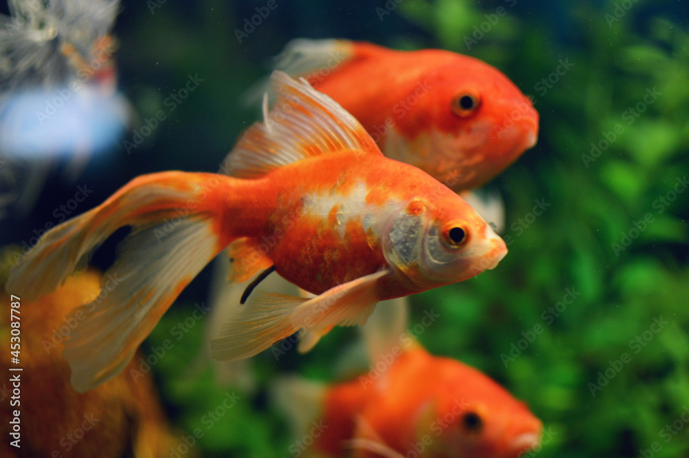 fish in aquarium fish in aquarium