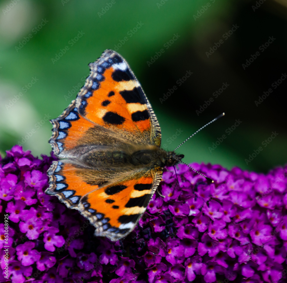 Obraz premium butterfly on flower