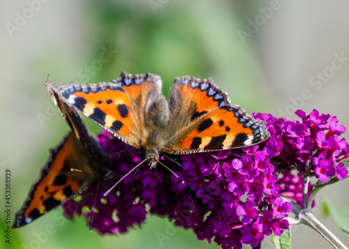 butterfly on flower © Gill