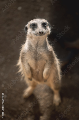 Meerkat, Suricata suricatta, african small carnivores watching surroundings  © kamilpetran