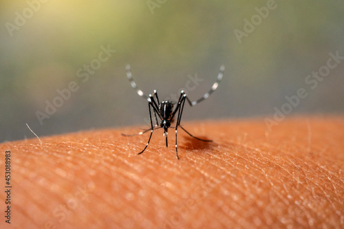 Aedes aegypti Mosquitoe bite and feeding blood on wrinkle skin.Aedes mosquitoes bring dengue disease.Aedes mosquitoes carry dengue fever. photo