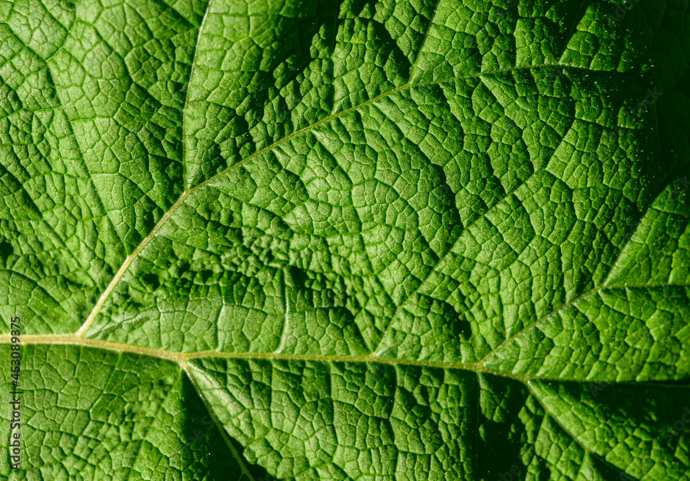 Green leaf burdock as natural background. Selective focus. Green leaf burdock as natural background. Selective focus.