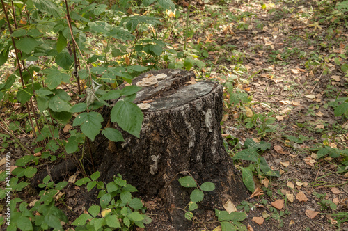 Close-up of the old big stump