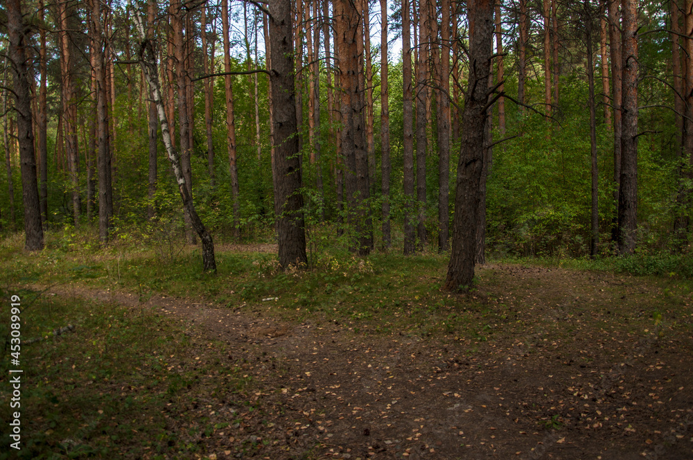 spruce forest, pinery, pine forest, Pine Tree, Fairy Forest, untouched spruce forest spruce forest, pinery, pine forest, Pine Tree, Fairy Forest, untouched spruce forest