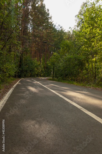 Asphalt road with markings runs through the forest in summer day