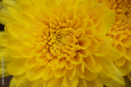 gelbe Chrysantheme - close up