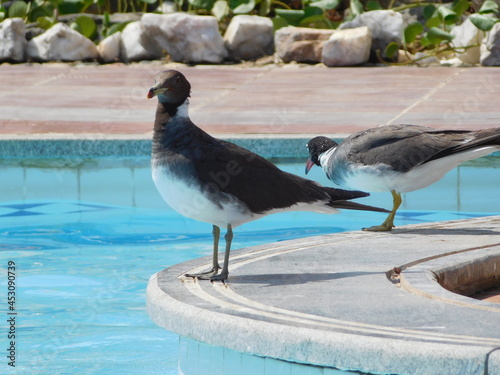 sooty gull Ichthyaetus hemprichii and white-eyed gull Ichthyaetus leucophthalmus is a small gull that is endemic to the Red Sea
birds by the pool in resort hotel pool in Egypt photo