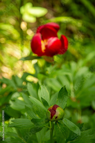 red delicate paeonia peregrina in dobrogea region, romania