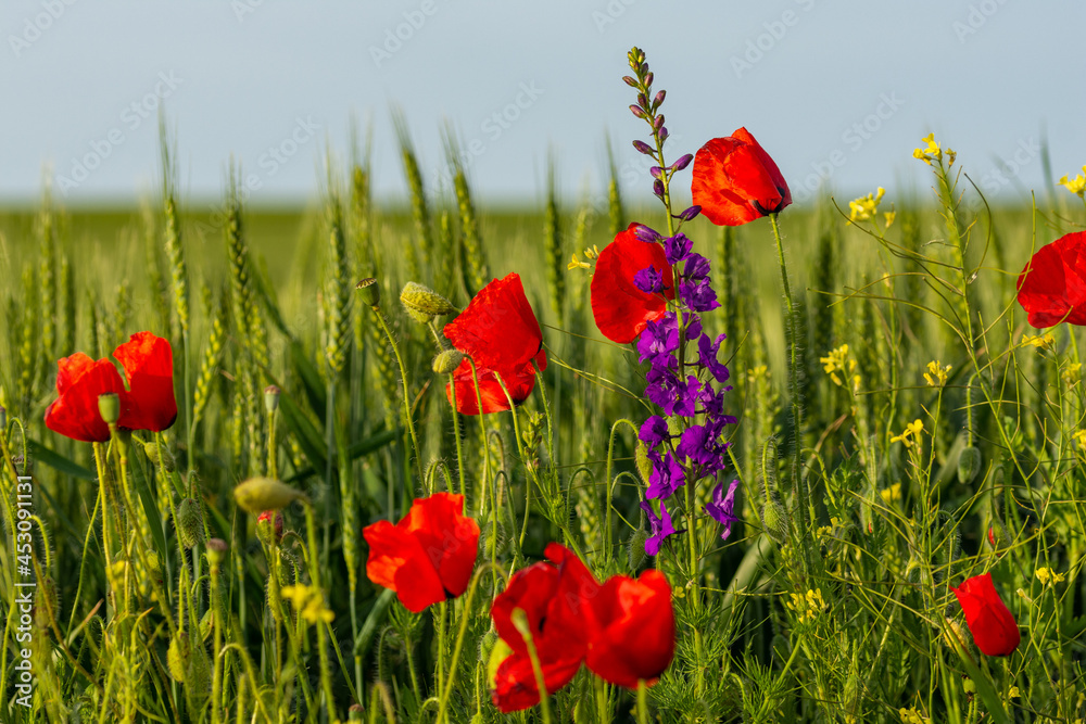 Obraz premium bunch of poppies in a wheat field field