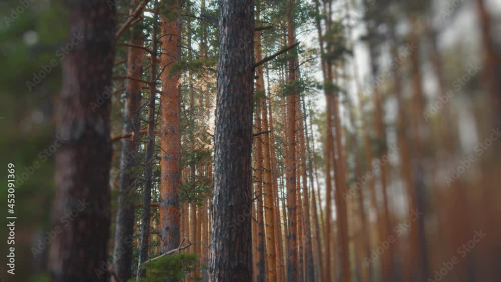 Sun shines through with pine trees