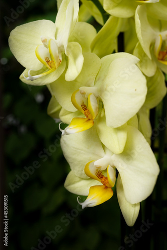 Orchideenblüten - Close up