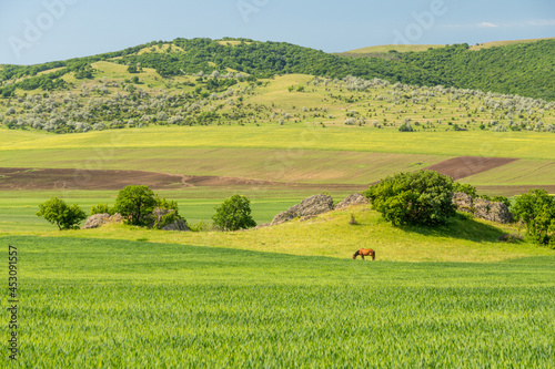 typical dobrogea landscape, romania