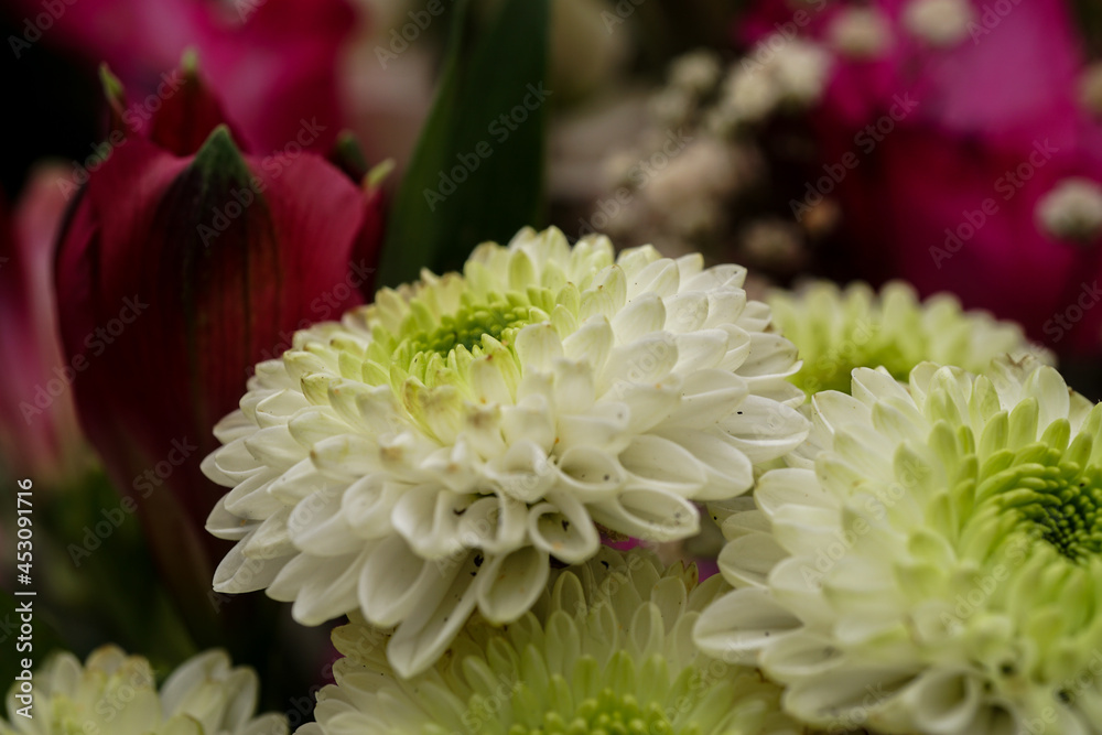 Chrysanthemen im Strauß - Close up Chrysanthemen im Strauß - Close up