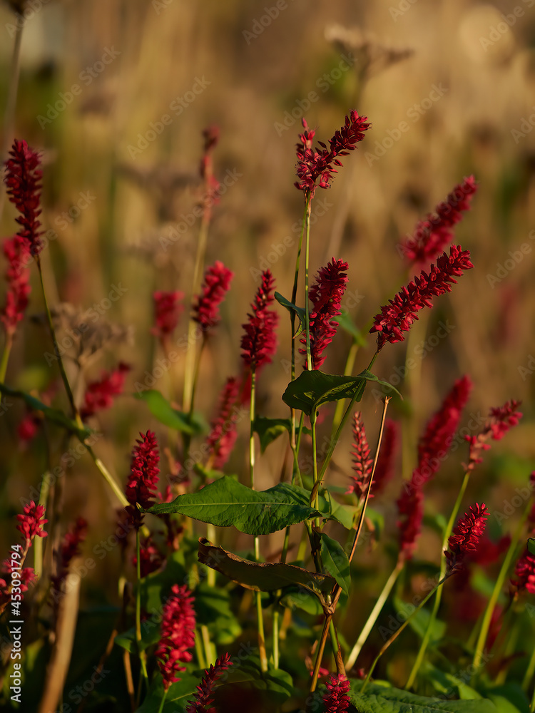 A stand of stalks bearing small red flowers in a planter on an urban square, lit by the warm glow golden autumn sunlight.